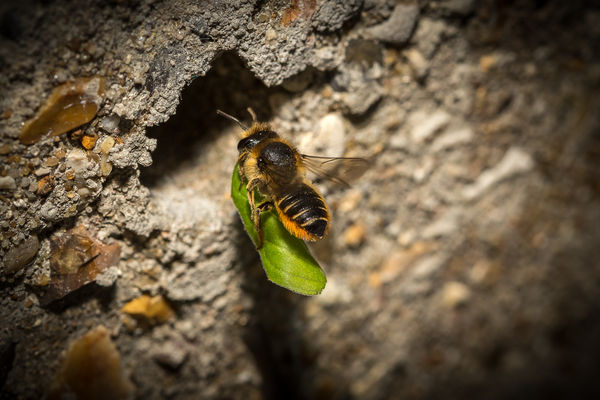 Leaf Cutter Bee...