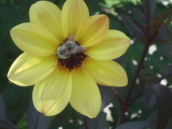 I actually got a bee on a flower! (Only had my P&S...