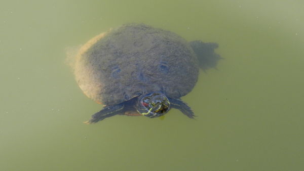 Turtle #2...