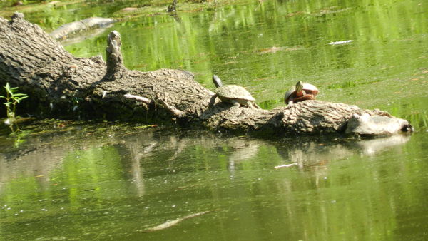 Turtles on a log...