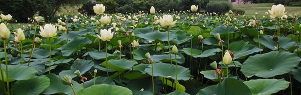 This is the [Lilly] Lotus pond where these images ...
