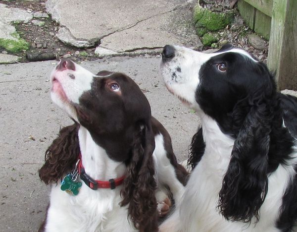 A Springer is a thing of beauty! 2 Springers are o...