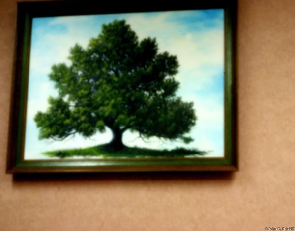 Painting of National Oak Tree of Alvin, Texas...