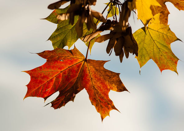 180mm lens - Autumn Leaf...