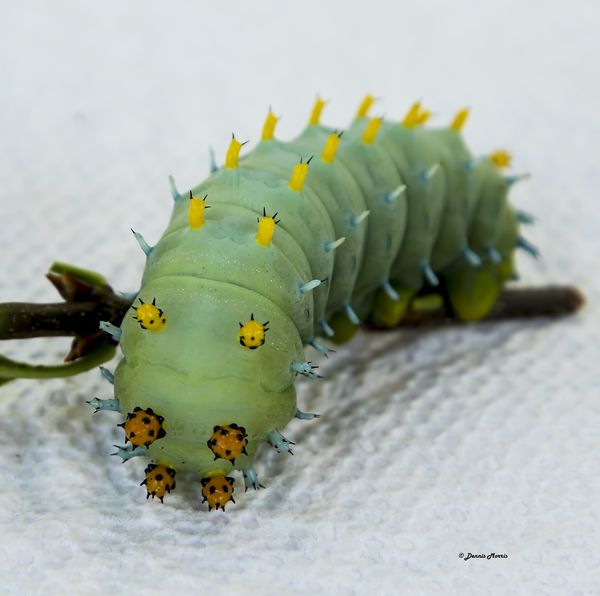 A Most Beautiful Colored Worm: Yesterday the wife and I were doing a ...