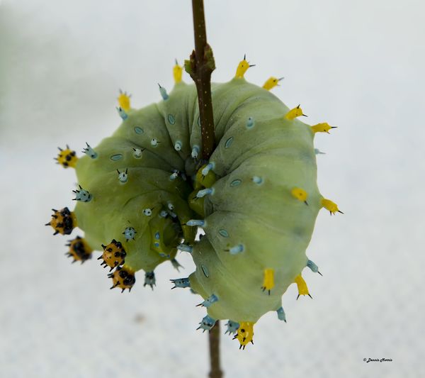 A Most Beautiful Colored Worm: Yesterday the wife and I were doing a ...
