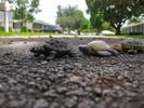 "Turtle Crossing" ~  Canon SD790IS  Macro Setting...