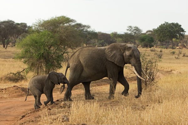 Mama & baby Elephant...