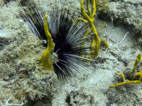 Unusual Sea Urchin...