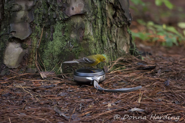 Pine warbler and JBL speaker playing his song...