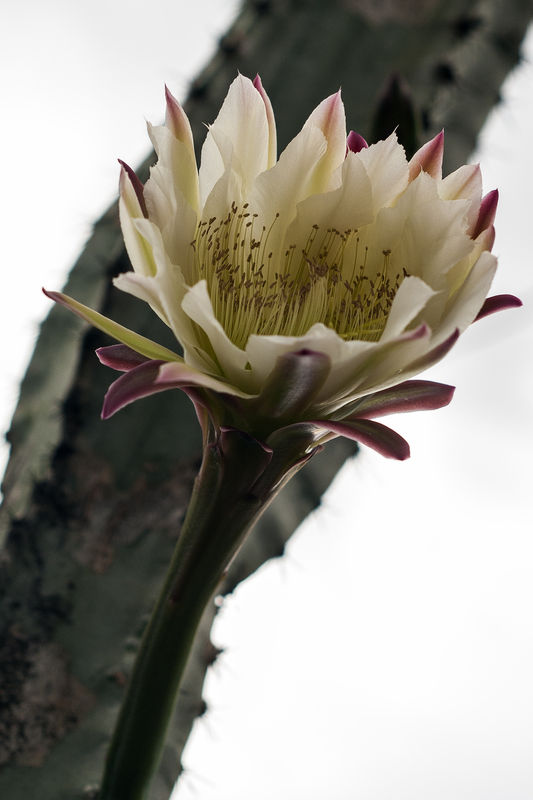 Morning Surprise Cactus, So. California - Pentax K...