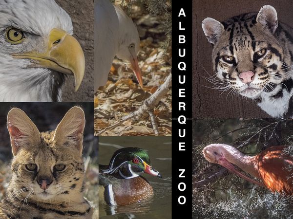 Albuquerque Zoo...