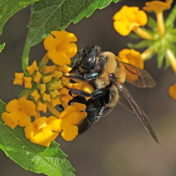 Carpenter Bee - many things just up and disappear ...