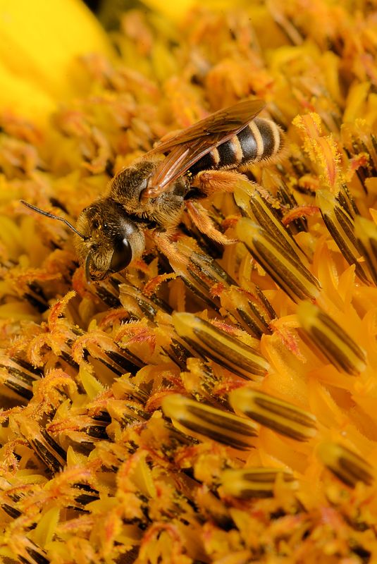 bee on sunflower...