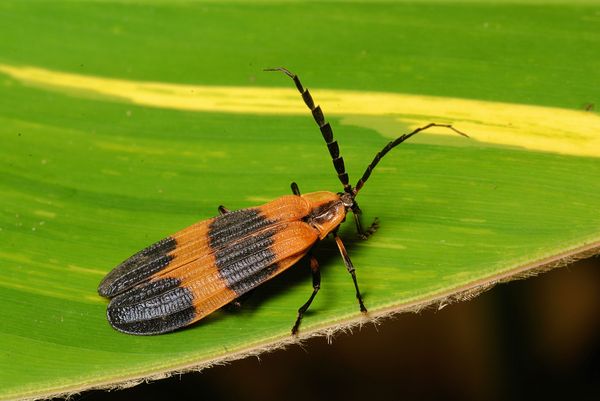netwing beetle...