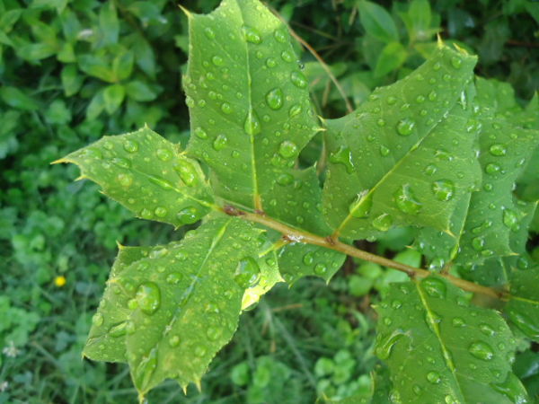 Leaf after a rain storm...