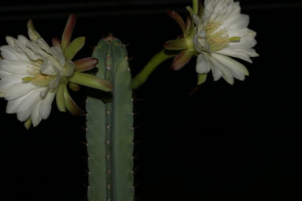 Cactus Flowers...