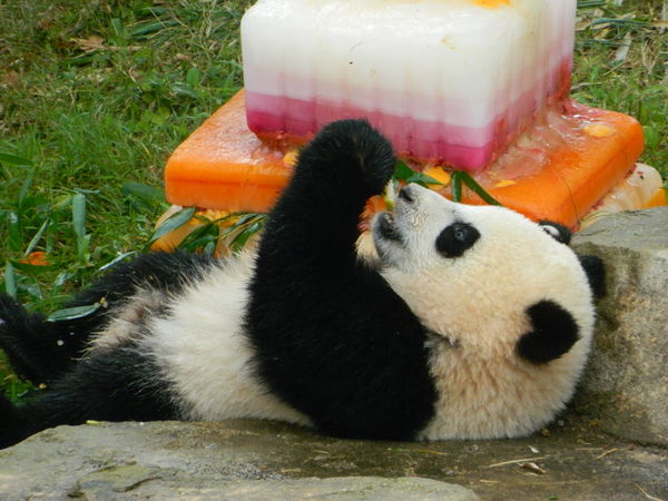 Baby panda Bao Bao's first birthday at Smithsonian...