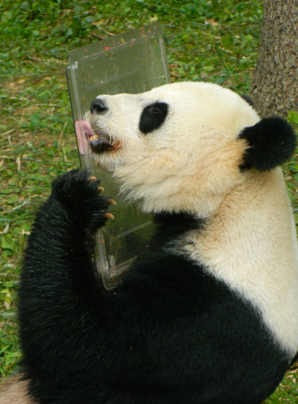 Mother panda Mei Xiang enjoying her daughter Bao B...