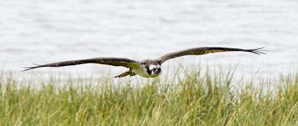Juvenile Osprey, low over the countryside....