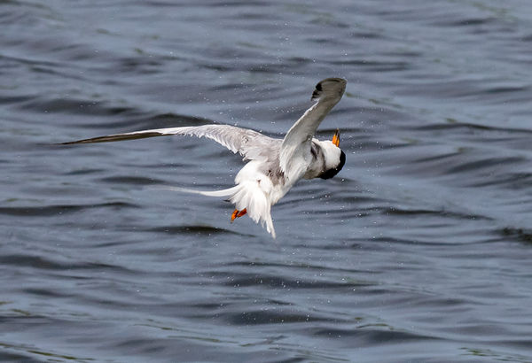 Forster's Tern shaking the water out!...