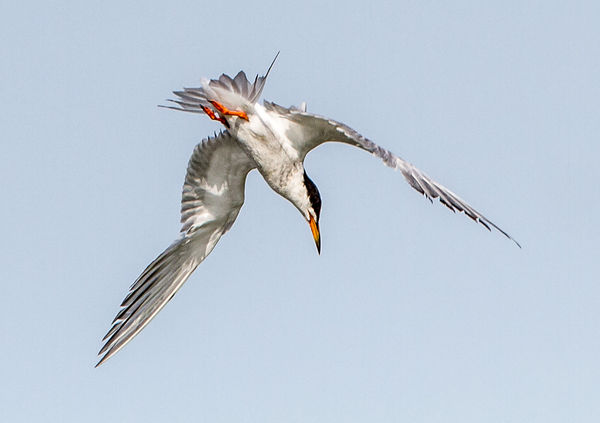 Forster's Tern in a dive!...