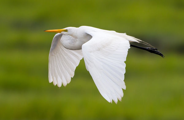 Great Egret flyby....