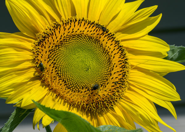 Sunflower in full sun...