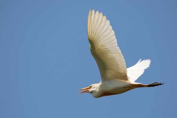 Cattle Egret in flight....