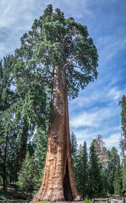 Sequoia...