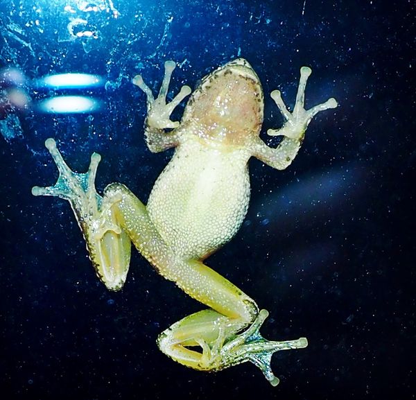Frog sticking to window during rainstorm...