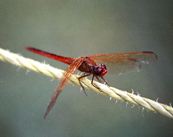 dragonfly at Jamestow VA - 2004...