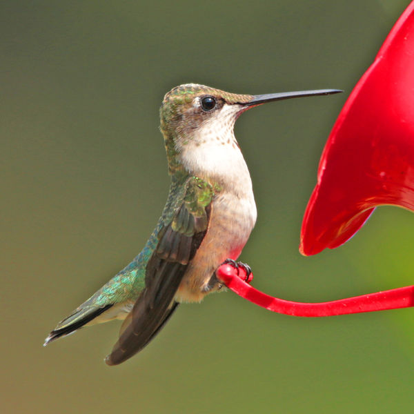 A red-bellied hummingbird...