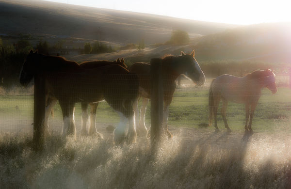 2. Dreamy horses...
