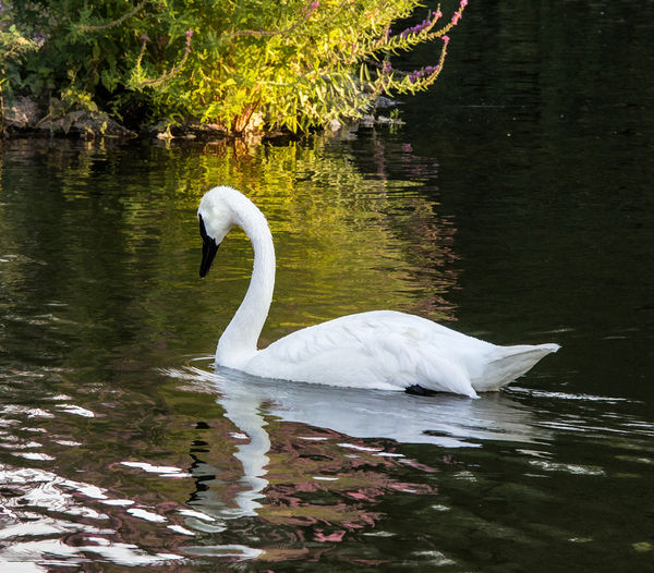 3. A bit of Topaz Simplify. Tame trumpeter swan, a...