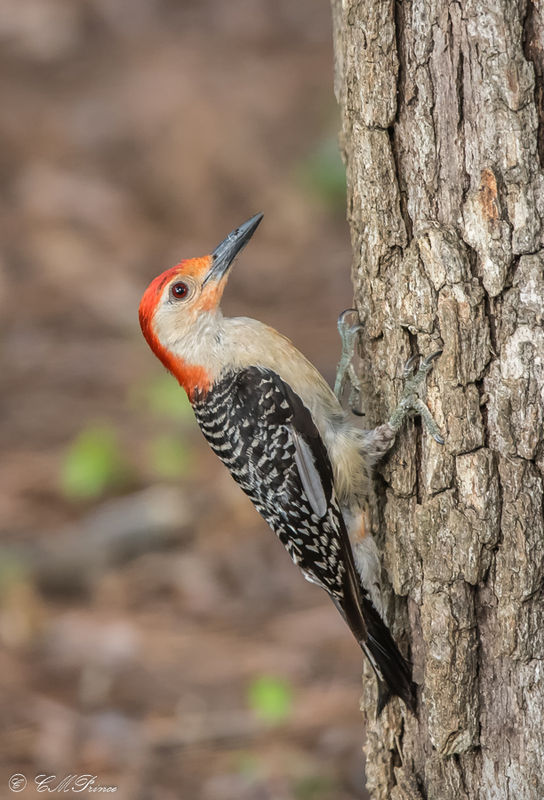 Red-belted Woodpecker...