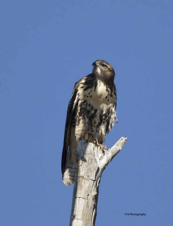 Juvenal Red Tail, I think...