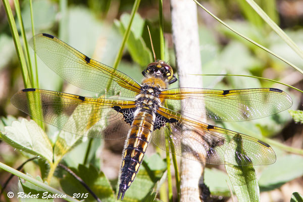 Four-spotted Skimmer...