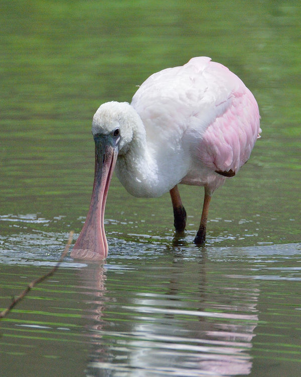 Roseate Spoonbill, First Year...