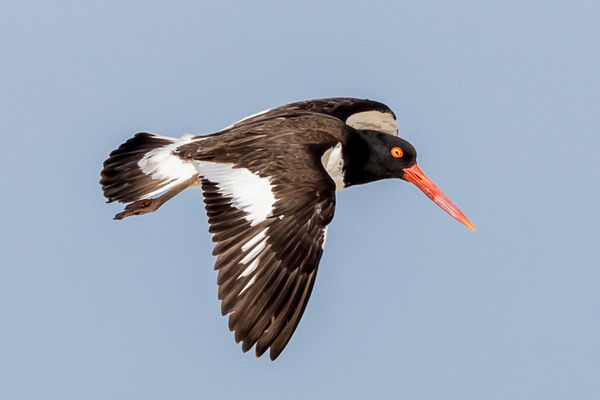 An Oyster Catcher at Cape May, NJ...