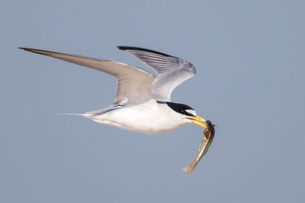 A tern bringing home the "bacon"...
