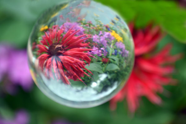 Dottie's Flowers Through a Crystal Ball...