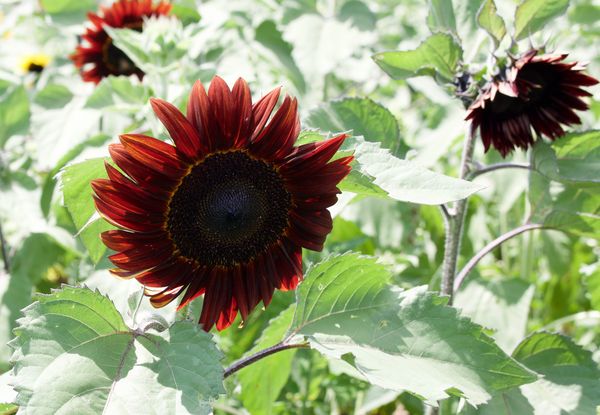 Have you ever seen a Red Sunflower?...
