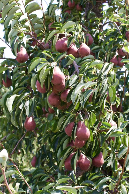 Boundless red Pears!...