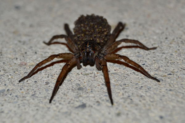 Momma Wolf Spider carrying her babies on her back...