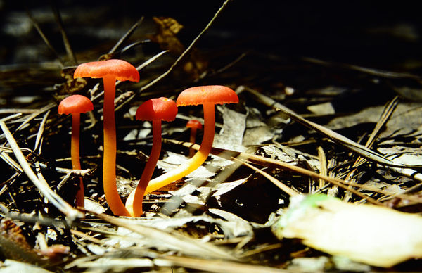 Little red mushrooms at Purgatory Falls...