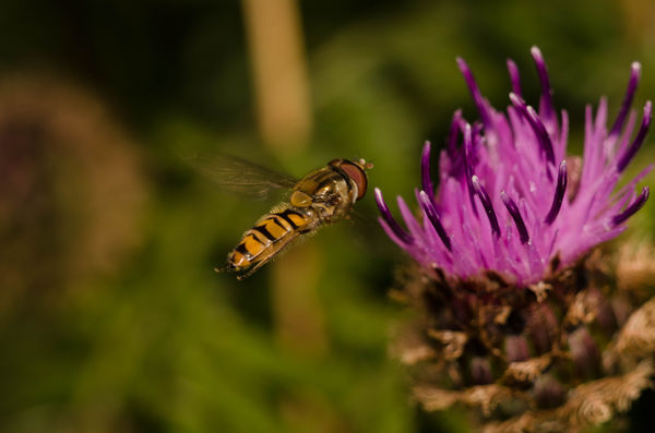 Hover Fly...
