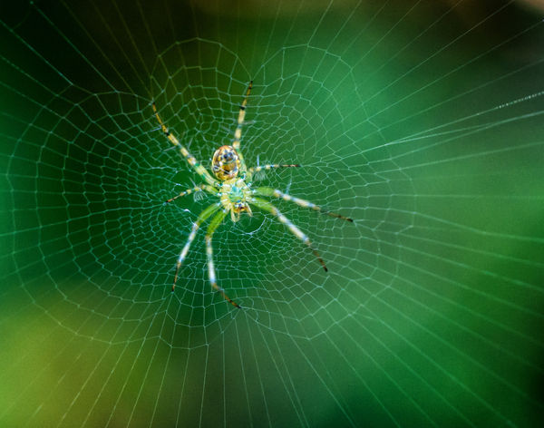 Green Spider in a Green Forest...