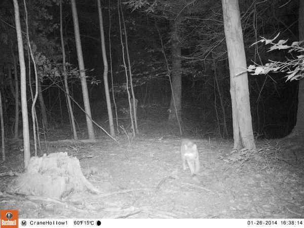Possible Bobcat sighting...