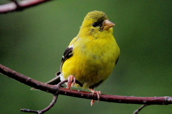 Juvenile male American Goldfinch...